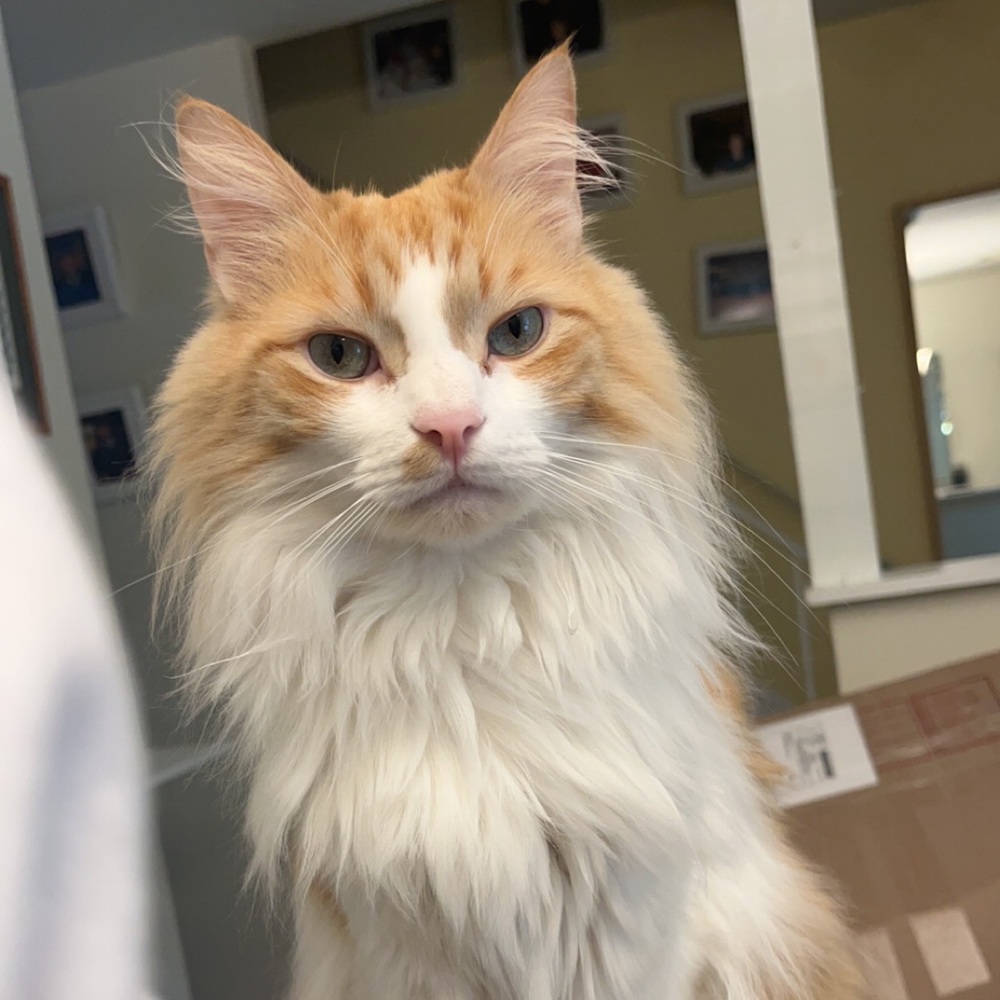 Meet your Posher, John